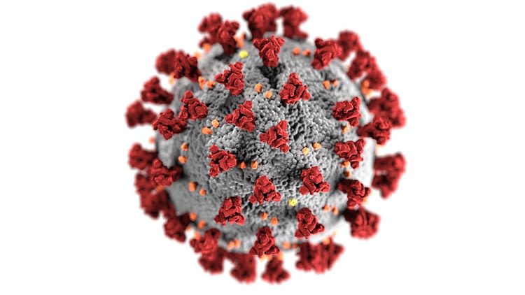 Image of a magnified coronavirus particle to accompany text regarding the KCLL's response to the pandemic.